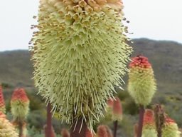 Kniphofia caulescens hairy when flowering